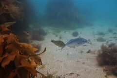 Latridopsis ciliaris