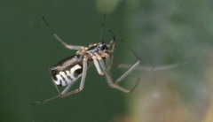 Neriene radiata