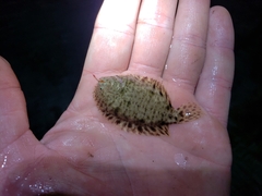 Trinectes maculatus