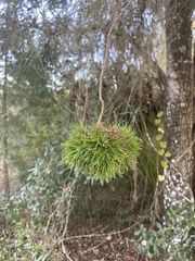 Trisetacus floridanus