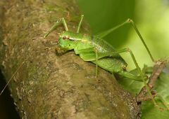 Barbitistes constrictus