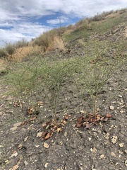 Eriogonum scabrellum