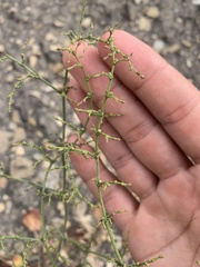 Eriogonum scabrellum