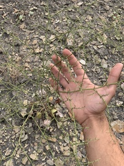 Eriogonum scabrellum