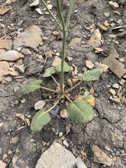 Eriogonum scabrellum