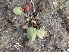 Eriogonum scabrellum