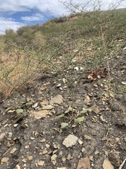 Eriogonum scabrellum