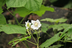 Rubus parviflorus