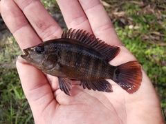 Mayaheros urophthalmus