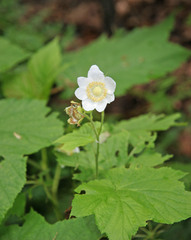 Rubus parviflorus