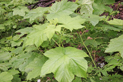 Rubus parviflorus
