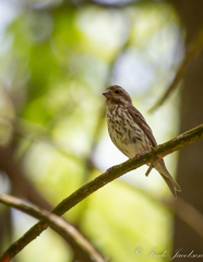 Haemorhous purpureus purpureus