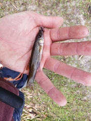 Fundulus seminolis
