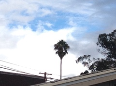 Washingtonia robusta