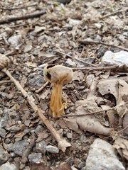 Helvella solitaria