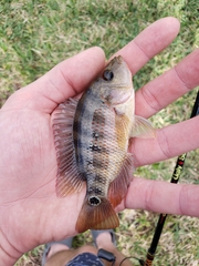 Mayaheros urophthalmus