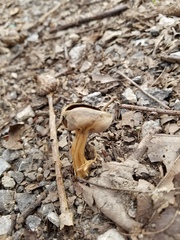 Helvella solitaria