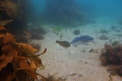 Latridopsis ciliaris