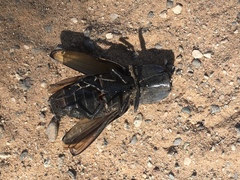 Chalcolepidius webbi