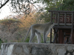 Chlorocebus pygerythrus