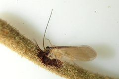 Caeciliusidae