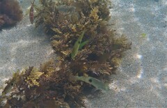 Notolabrus celidotus