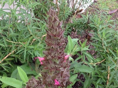Salvia spathacea