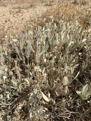 Atriplex gardneri