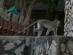 Chlorocebus pygerythrus