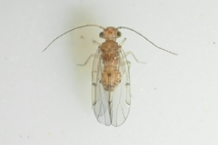Ectopsocus