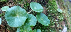 Umbilicus rupestris