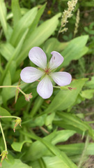 Geranium richardsonii