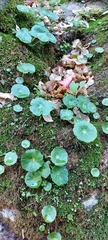 Umbilicus rupestris