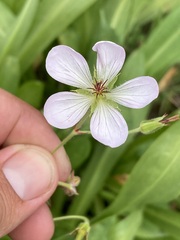 Geranium richardsonii