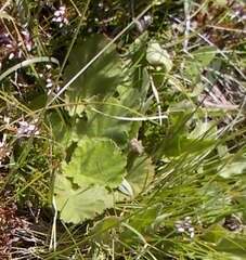 Geum montanum