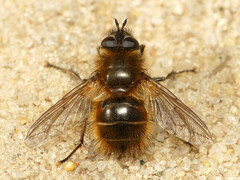 Tachina ursina