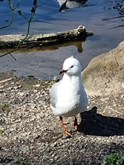 Chroicocephalus novaehollandiae novaehollandiae