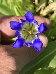 Gentiana parryi