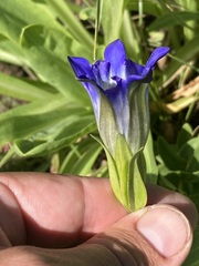 Gentiana parryi