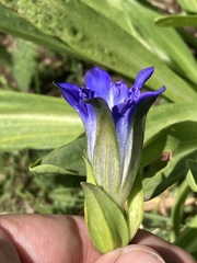 Gentiana parryi