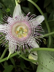 Passiflora adenopoda