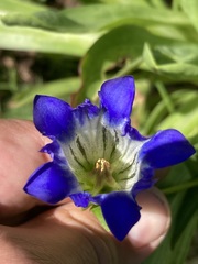 Gentiana parryi