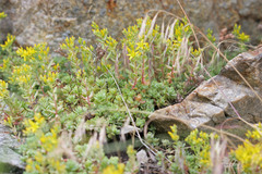 Sedum debile