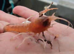 Calocaris macandreae