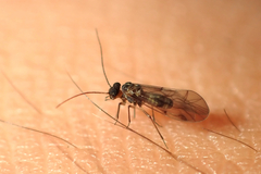 Elipsocidae