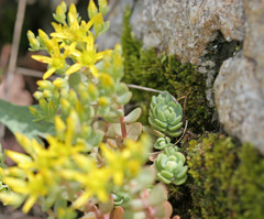 Sedum debile