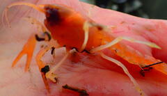 Calocaris macandreae