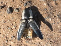 Chalcolepidius webbi