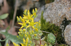 Sedum debile