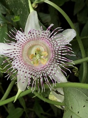Passiflora adenopoda